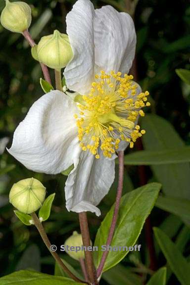 carpenteria californica 4 graphic